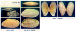 Tellina donacina