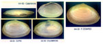Tellina planata
