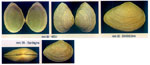 Gastrana fragilis