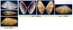 Donax venustus