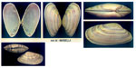 Donax vittatus