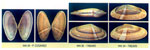 Donax variegatus