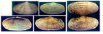 Psammobia costulata