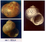 Tricolia deschampsii
