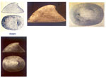 Cocculina viminensis