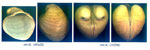 Glossus humanus