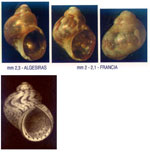 Tricolia miniata