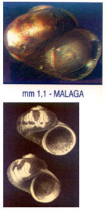 Tricolia nordsiecki