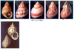 Tricolia pullus pullus