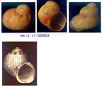 Tricolia punctura