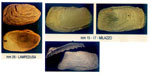 Hiatella artica