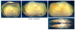 Panomya norvegica