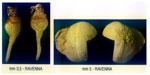Teredo navalis