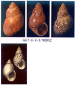 Tricolia tenuis