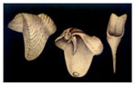 Psiloteredo senegalensis