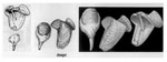 Teredora malleolus