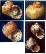 Tricolia tingitana