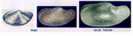 Laternula anatina