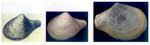 Cuspidaria obesa