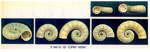 Spirula spirula