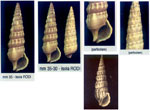 Cerithium protractum