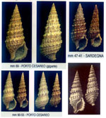 Cerithium vulgatum vulgatum