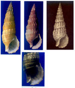 Cerithium vulgatum mazaravallensis