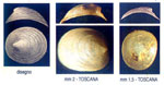 Bogia labronica