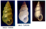 Finella pupoides