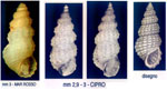 Clathrofenella fusca