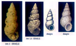 Scaliola elata