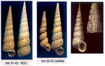 Turritella communis
