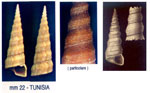 Turritella decipiens