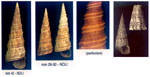 Turritella turbona