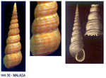 Mesalia varia