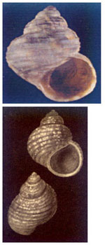 Littorina nervillei