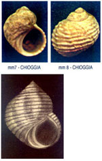 Littorina saxatilis