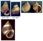 Melaraphe neritoides