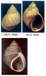 Nodilittorina punctata