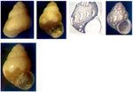 Eatonina ochroleuca