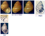 Eatonina pumila