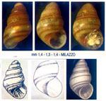 Tubbreva micrometrica