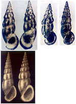 Rissoa aartseni