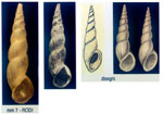 Rissoa angustior