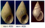 Rissoa auriformis auriformis