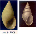 Rissoa auriformis pseudomonodonta