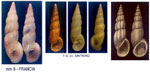 Rissoa auriscalpium