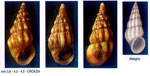Rissoa frauenfeldiana