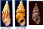 Rissoa guerinii