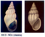 Rissoa labiosa